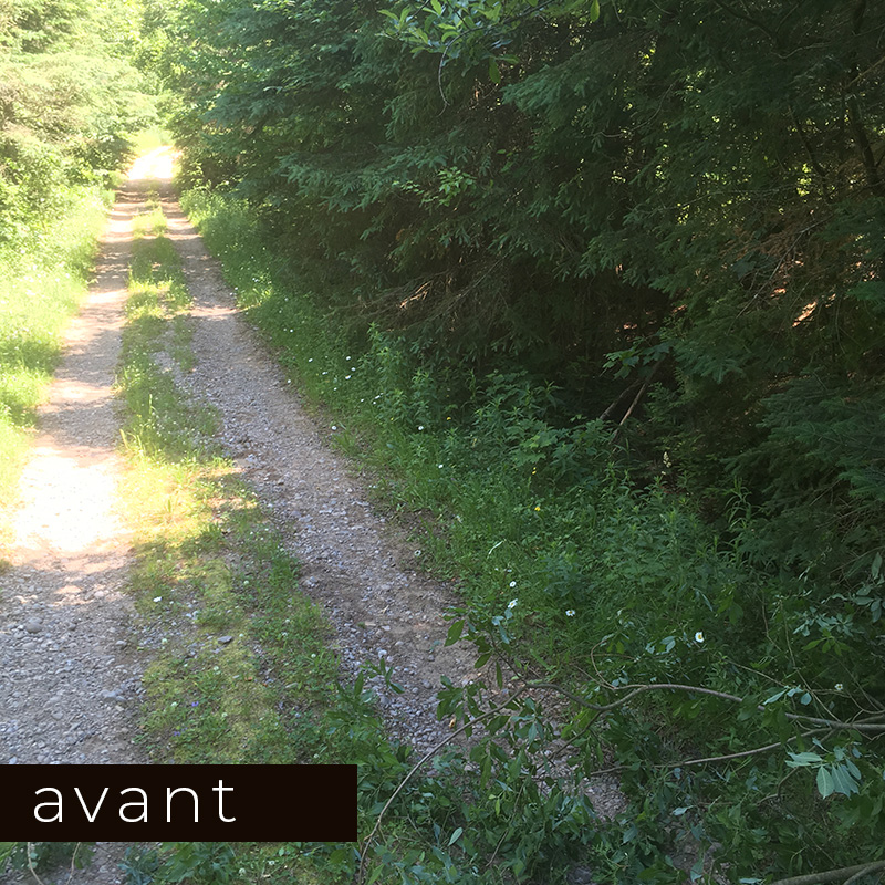 Broyage forestier - chemin forestier 1